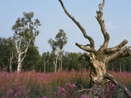 abgestorbener_baum_mit_weidenroes_20130606_1725495761