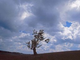 alte_rotbuche_vom_sturm_zerz_20130606_1380835851