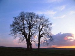 baeume_vor_abendhimmel_mit_bilds_20130606_1354140827