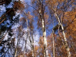 birken_wachsen_in_den_hi_20130606_1496038942