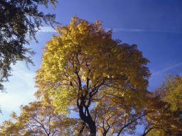 herbstbaum_vor_blauem_hi_20130606_1929201446