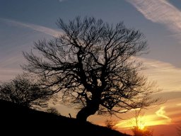 maechtiger_baum_vor_abendhi_20130606_1142233836