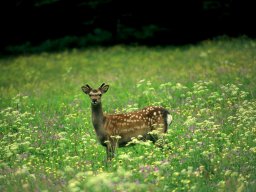 sika_20130606_1678454689