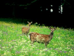 sikawild_im_wildpark_gers_20130606_1063846170