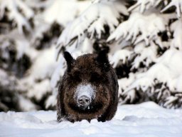 wildschwein_im_sc_20130606_1526159453