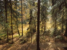 wald_im_sonnenl_20130606_1234399112