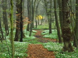 waldweg_mit_buschwindroes_20130606_1916570759